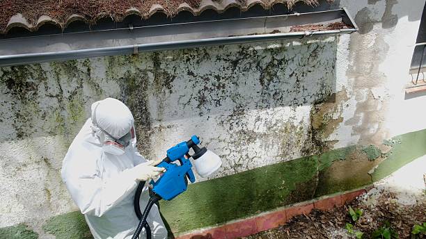 Top rated local Basement Mold Removal specialists in Canton, PA